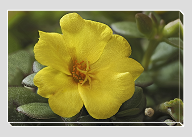 canvas print - (Yellow Blossom Purslane HV) - 8"x12"