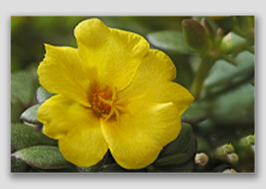 canvas print - (Yellow Blossom Purslane HV) - 8"x12"