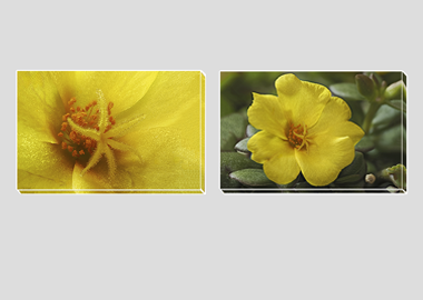 Both canvas prints - (Yellow Blossom Purslane) - 8"x12" each