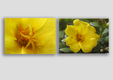 Both canvas prints - (Yellow Blossom Purslane) - 8"x12" each