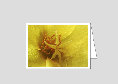 Fine art greeting card - (Yellow Blossom Purslane HBV) – 4.5″x6.25″