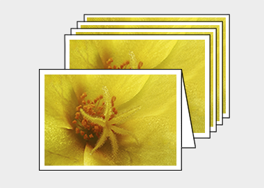 Package of 5 greeting cards - (Yellow Blossom Purslane HBV) – 4.5″x6.25″