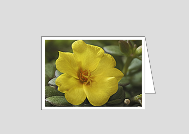 Fine art greeting card - (Yellow Blossom Purslane HV) – 4.5″x6.25″