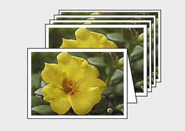 Package of 5 greeting cards - (Yellow Blossom Purslane HV) – 4.5″x6.25″