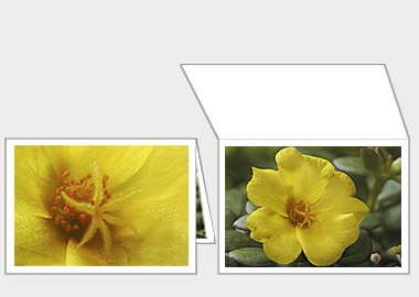 Fine art greeting card - (Yellow Blossom Purslane) – 4.5″x6.25″
