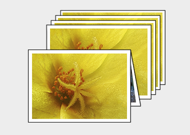 Package of 5 greeting cards - (Yellow Blossom Purslane) – 4.5″x6.25″