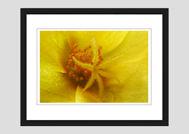 framed print - (Yellow Blossom Purslane HBV) - 8"x10"