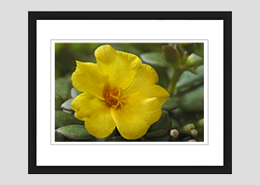 framed print - (Yellow Blossom Purslane HV) - 8"x10"