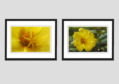 Both framed prints - (Yellow Blossom Purslane) - 8"x10" each