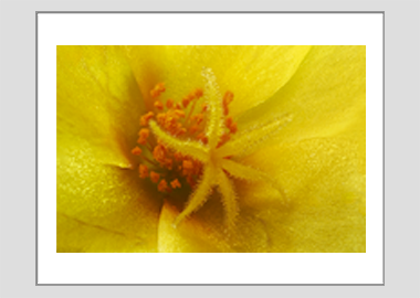 matted print - (Yellow Blossom Purslane HV) - 11"x14"