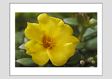 matted print - (Yellow Blossom Purslane HBV) - 11"x14"