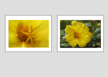 Both matted prints - (Yellow Blossom Purslane) - 11"x14" each